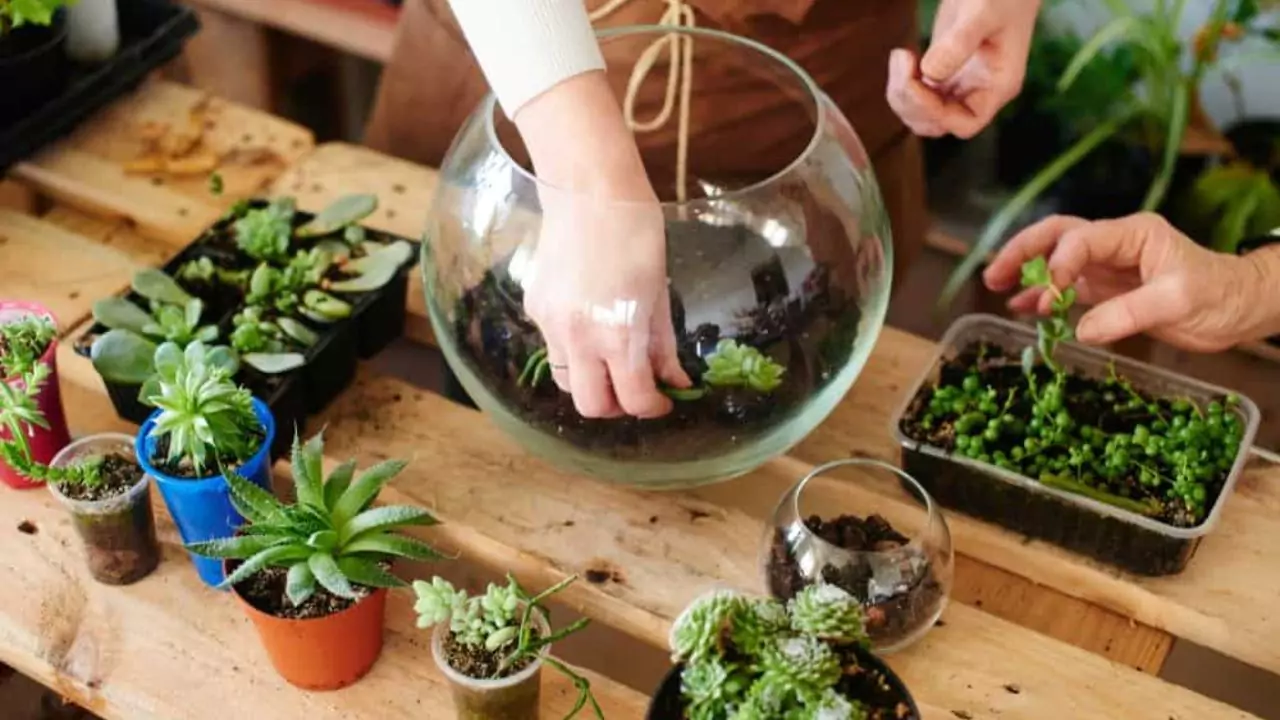 How to Prune Terrarium Plants? 1 Tips for pruning terrarium plants