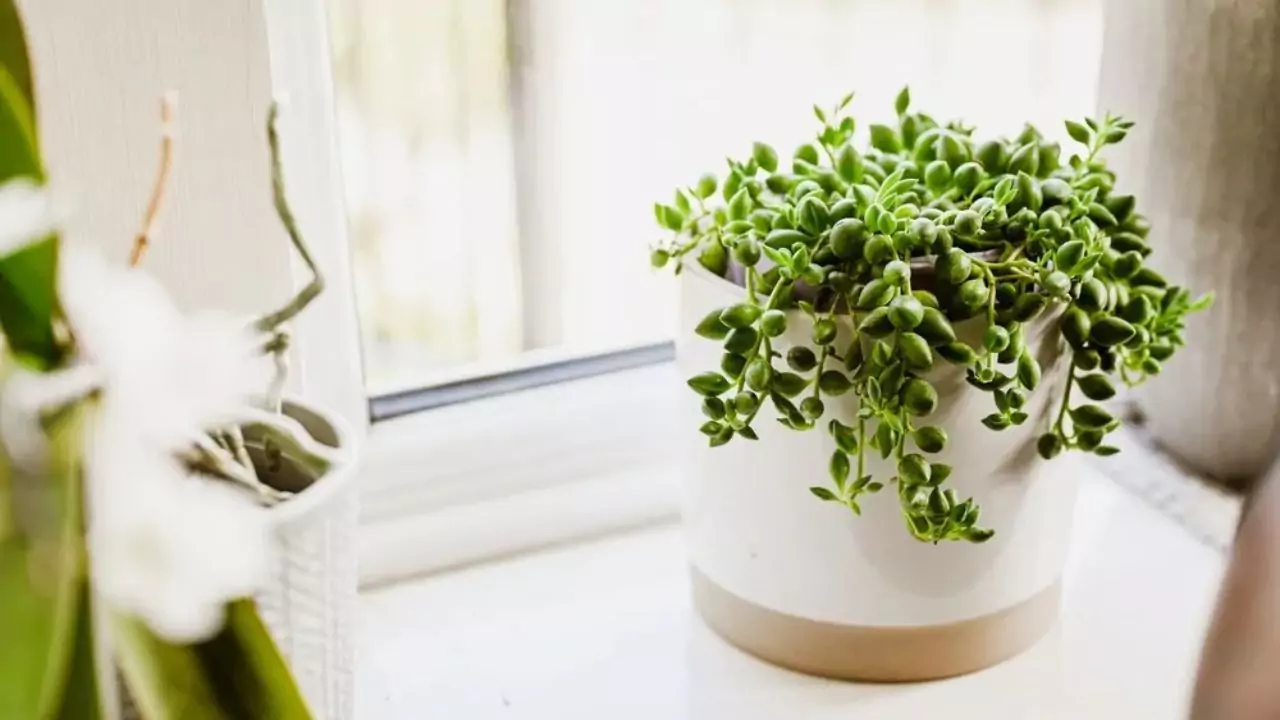 21 Succulent Bowl Planting Design Ideas 5 Trailing succulents