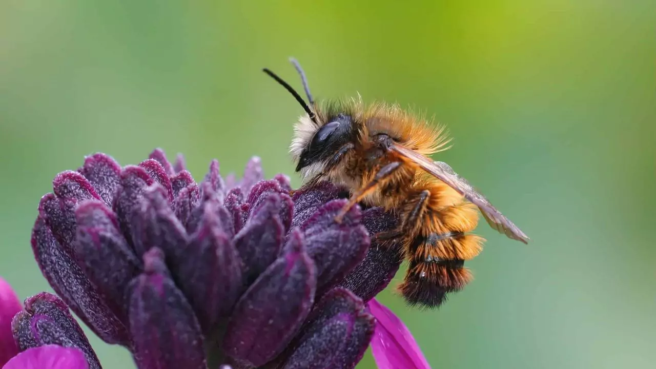 Two colored mason bee – Osmia bicolor
