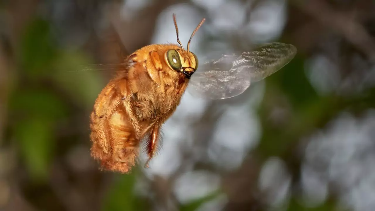 Valley carpenter bee
