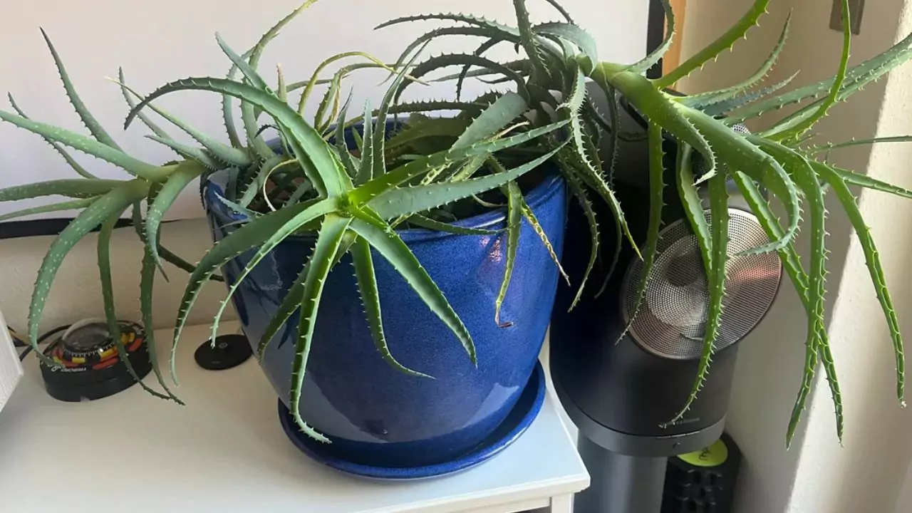 Do Succulents Go Dormant in Winter? 4 Watering Aloe Vera