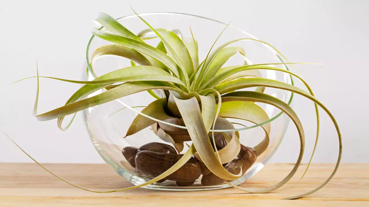 How to Water Air Plants on Wood? 2 Watering air plants