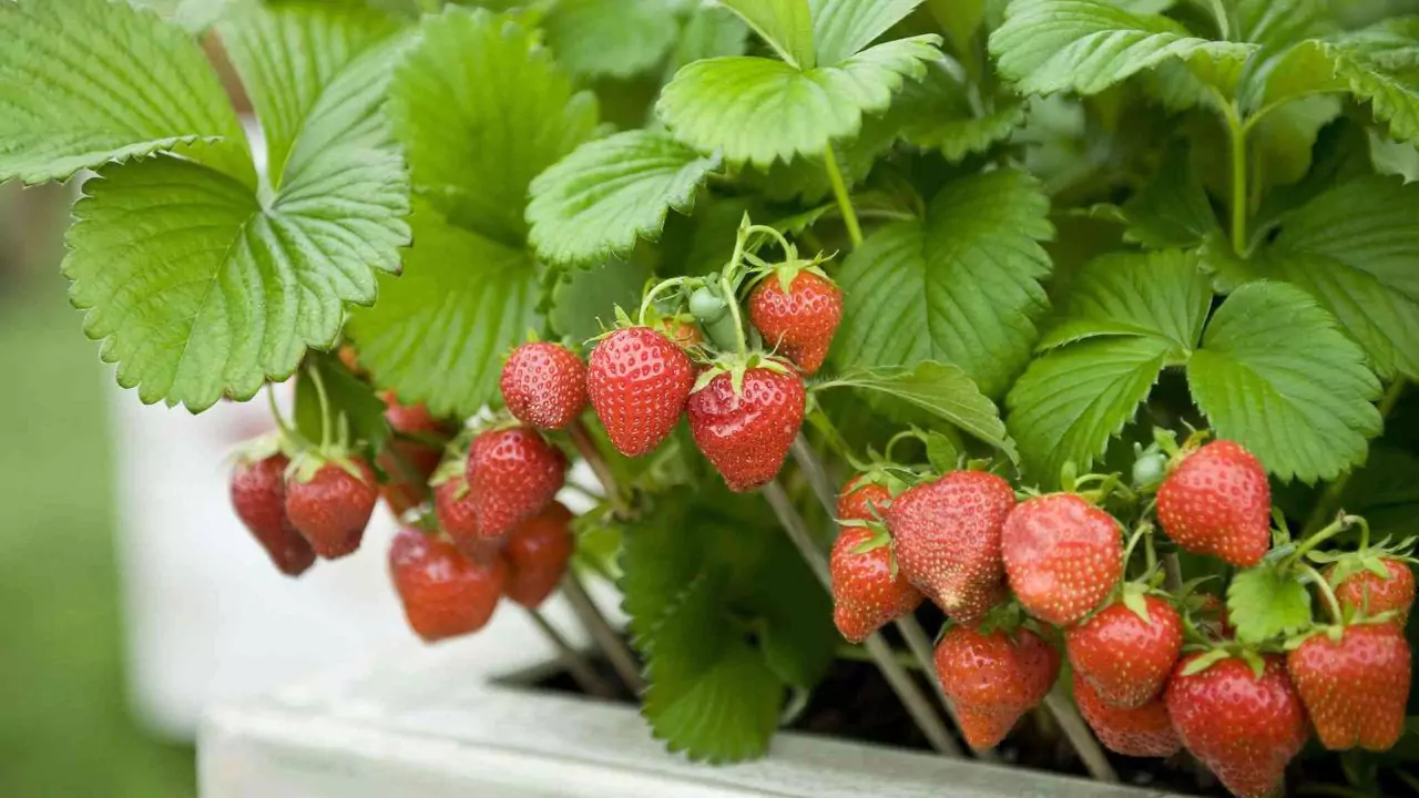 How Often Should You Water Strawberry Plants (Pots & Ground) 3 Watering potted strawberries