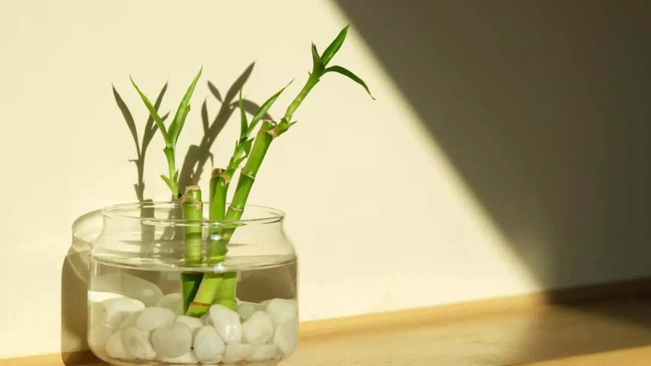 Watering requirements Bamboo