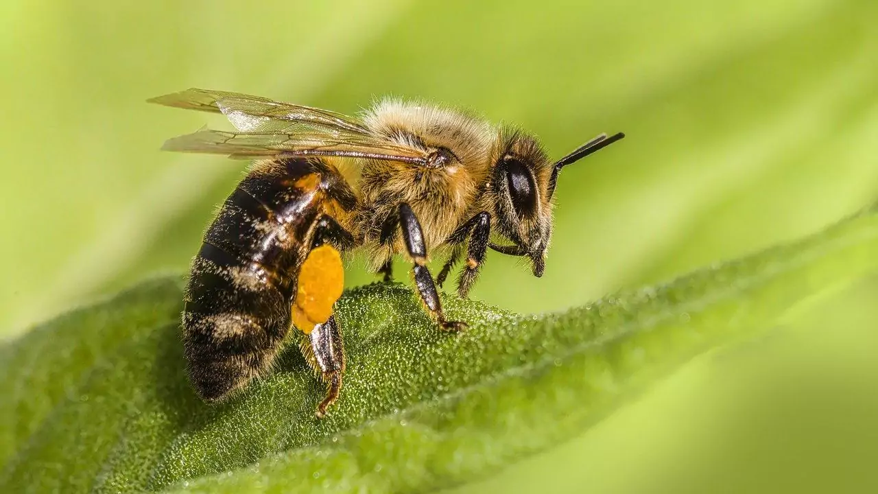 Western honey bee – Apis mellifera