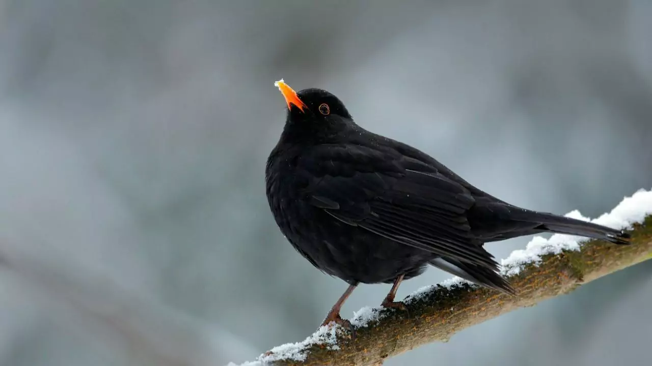 Where Do Blackbirds Sleep