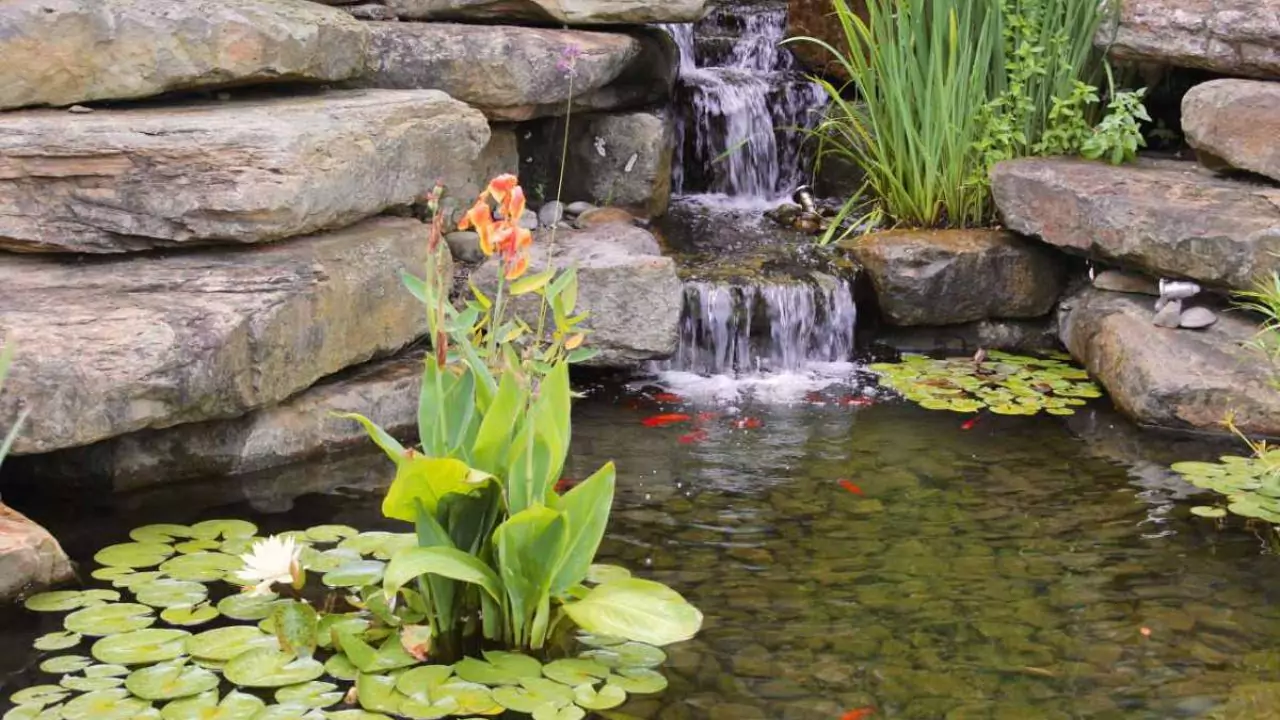 Can You Have Too Many Plants In a Garden Pond