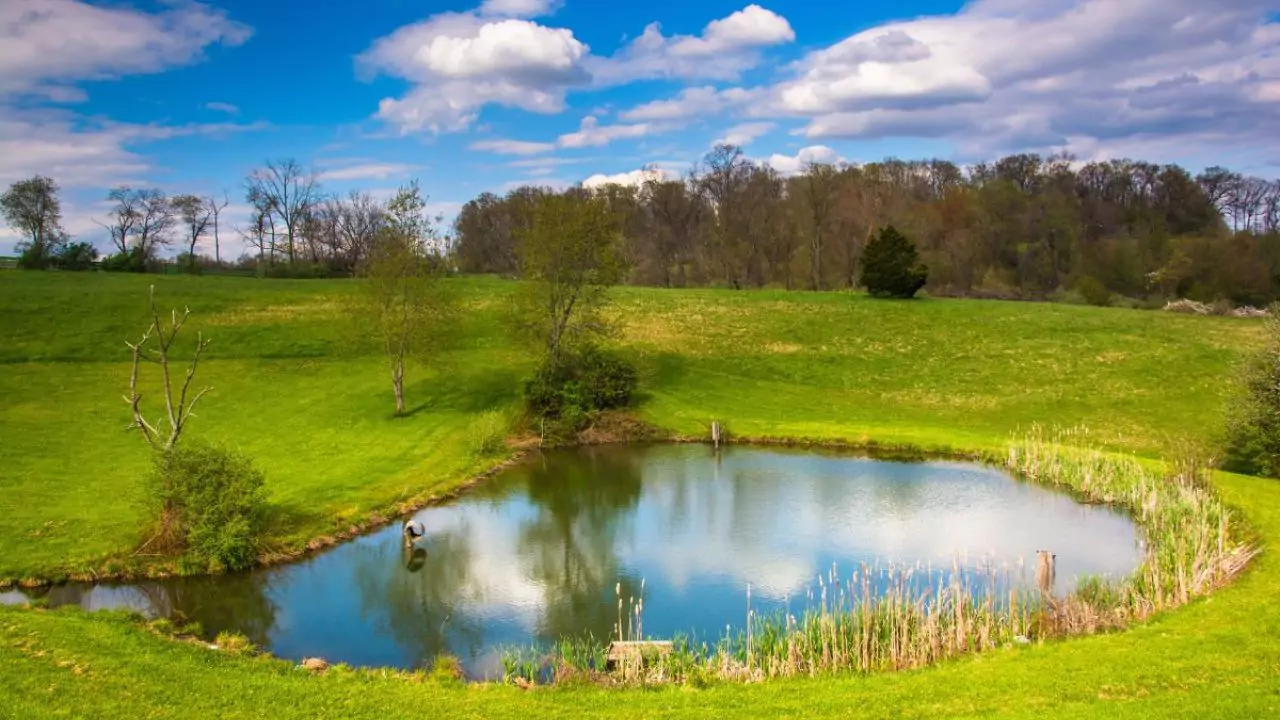 What is a farm pond