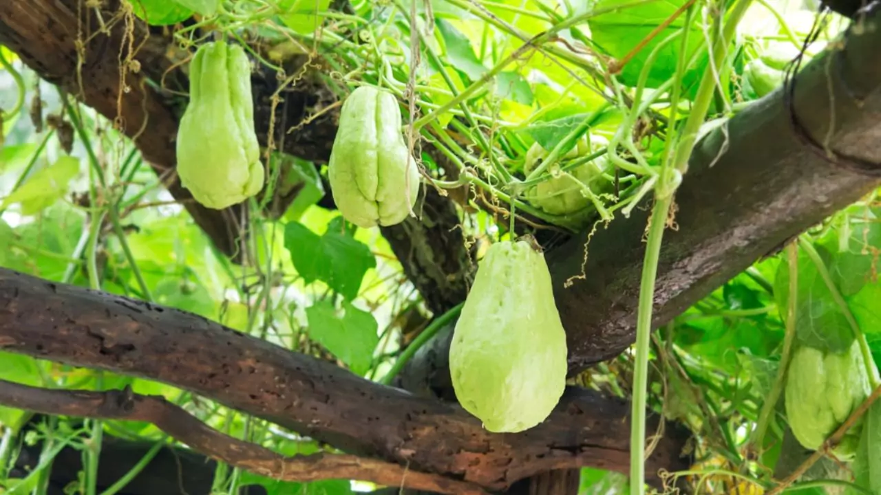 Where to plant chayote