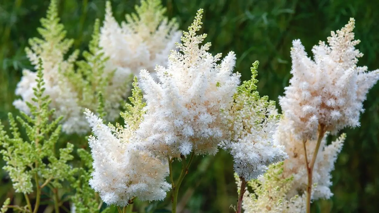 White Astilbe