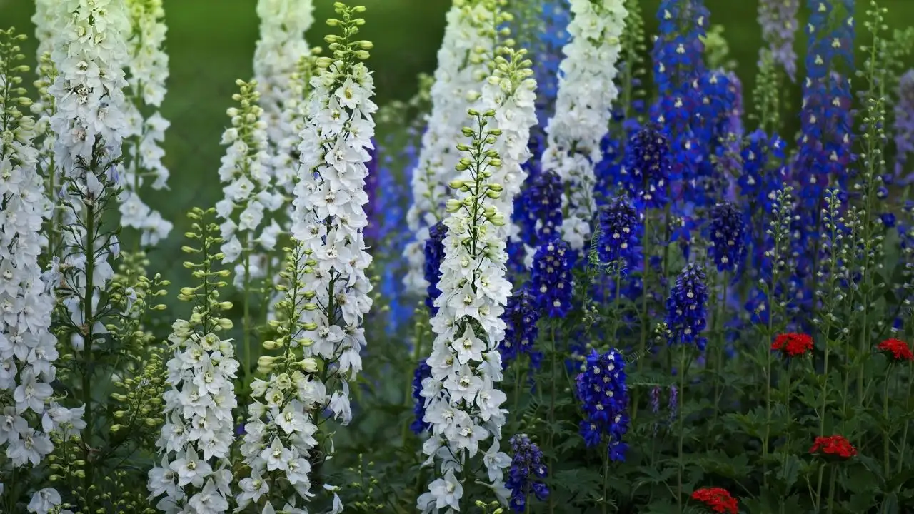 White Delphinium