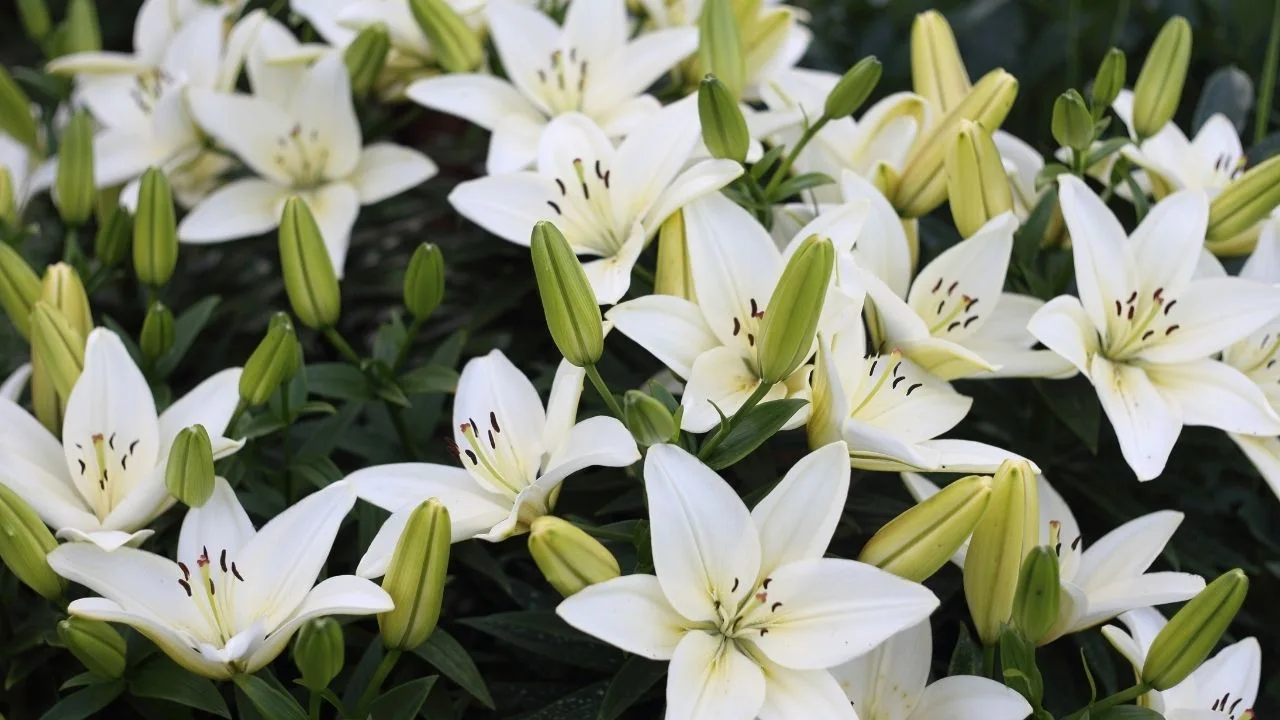 White Lily