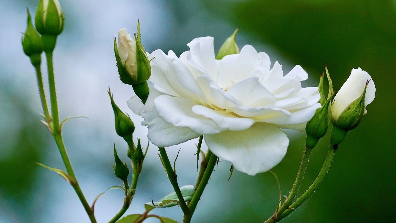 White Rose