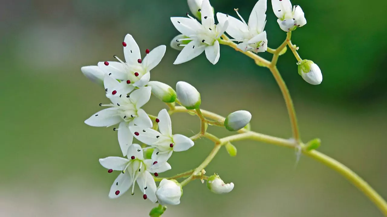 White Stonecrop