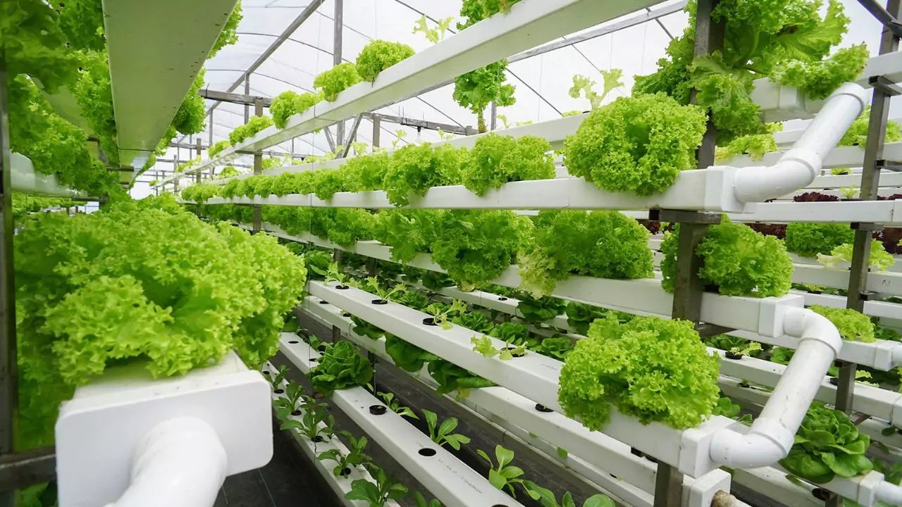 Does Aquaponics Need Sunlight? 1 Why sunlight is important to aquaponics