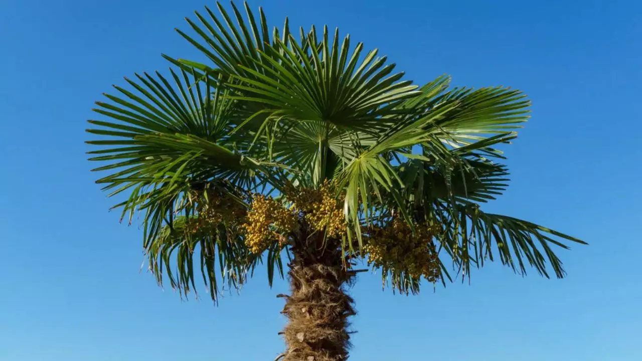 What Temperature Will Kill a Palm Tree 7 Windmill palm tree