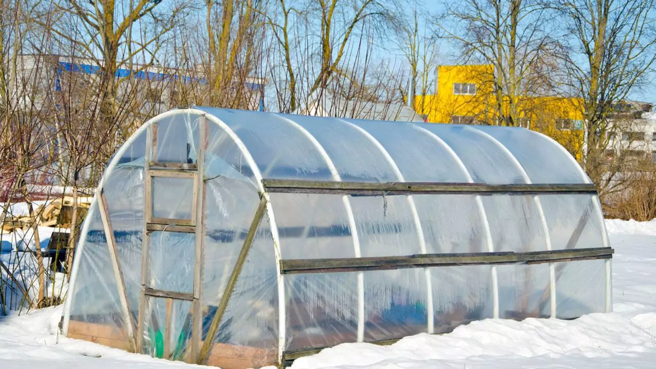 What To Grow In Greenhouse In Winter