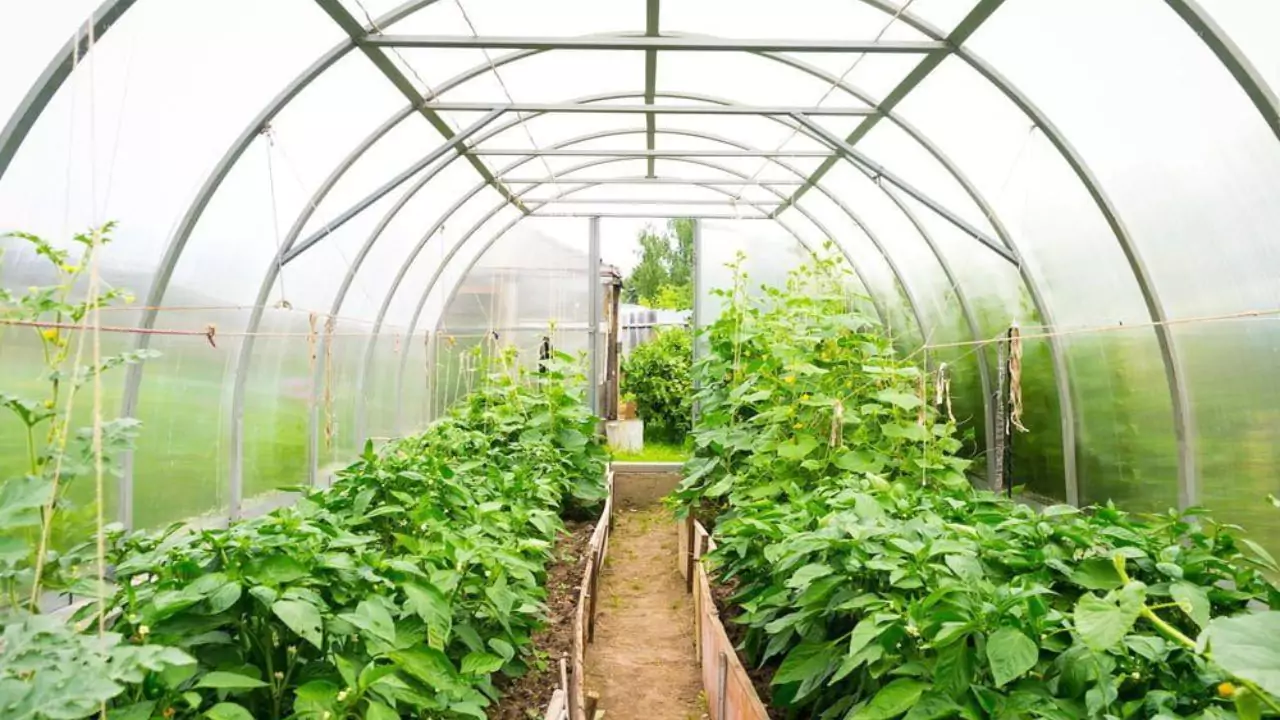 Winter greenhouse tips