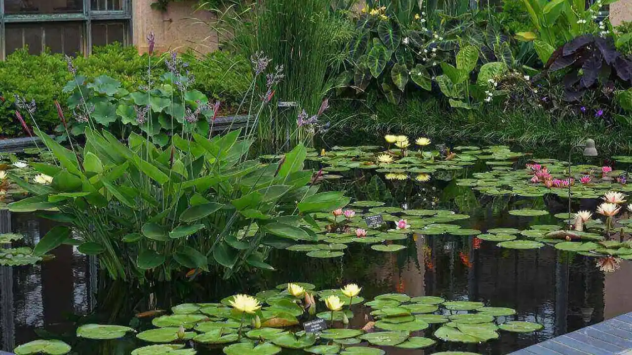 Winterize Non Hardy Pond Plants