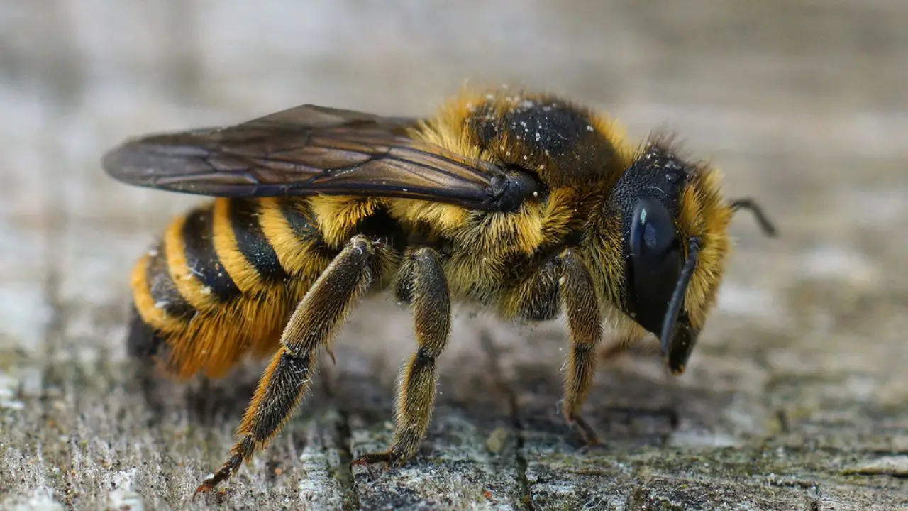 Wood Carving Leafcutter bee Megachile Ligniseca