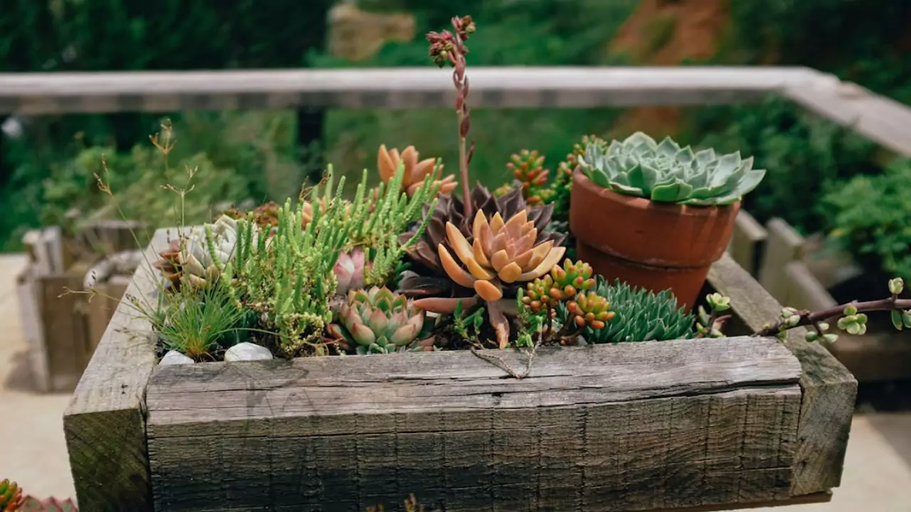 21 Succulent Bowl Planting Design Ideas 12 Wooden planter succulents