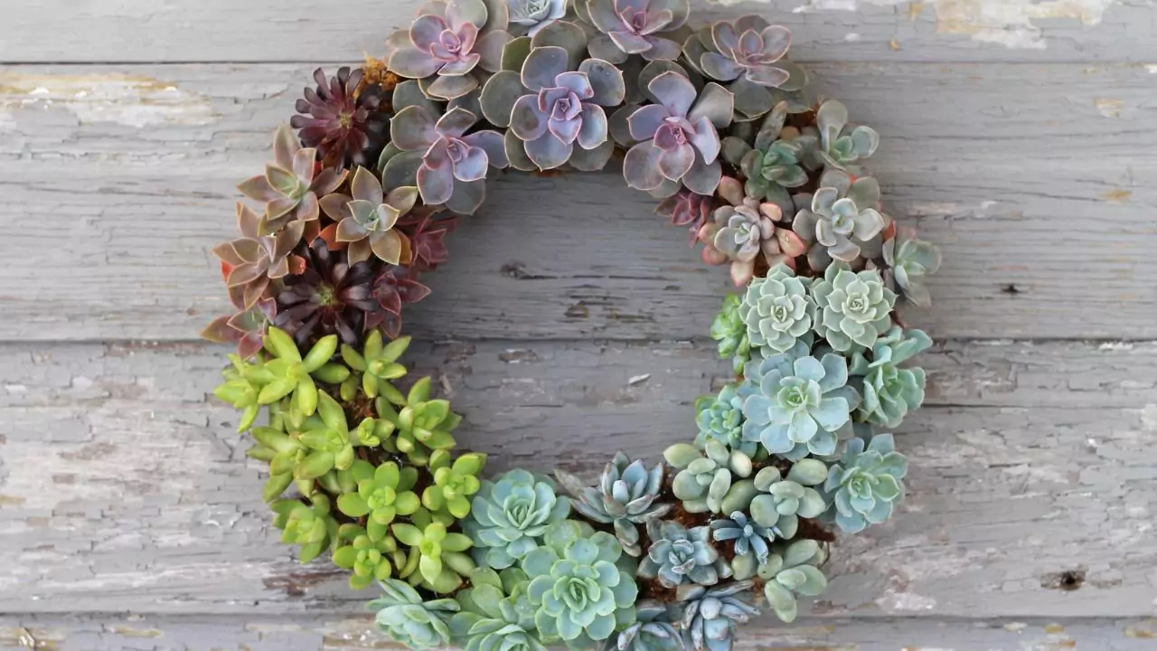 21 Succulent Bowl Planting Design Ideas 17 Wreath succulents
