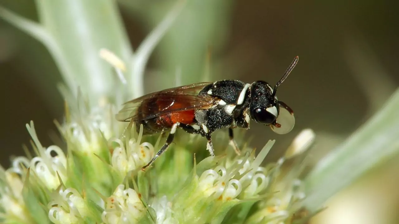 Yellow faced bees Hylaeus