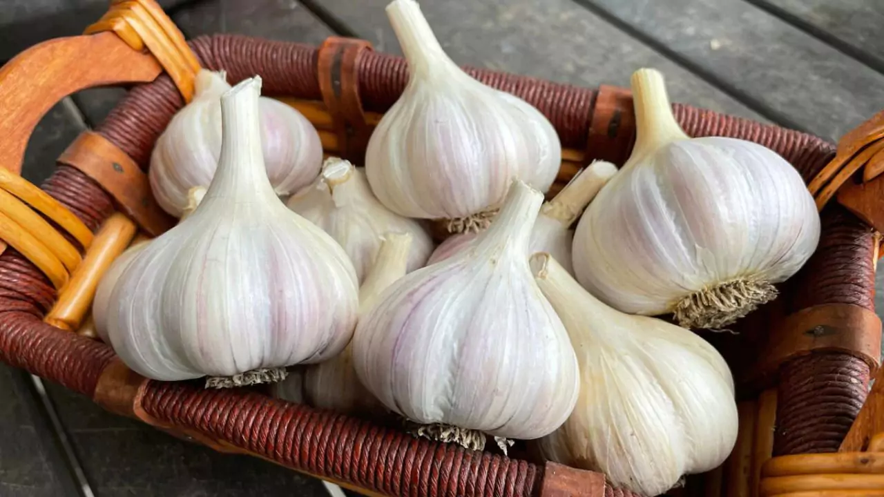 Can You Plant Organic Garlic From The Store? 2 You can plant organic garlic from the store