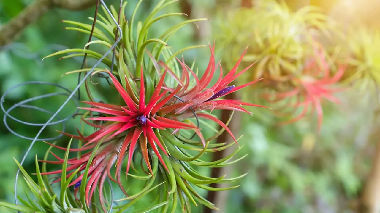 Do Air Plants Grow Bigger