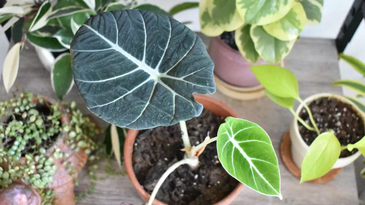 alocasia black velvet 1