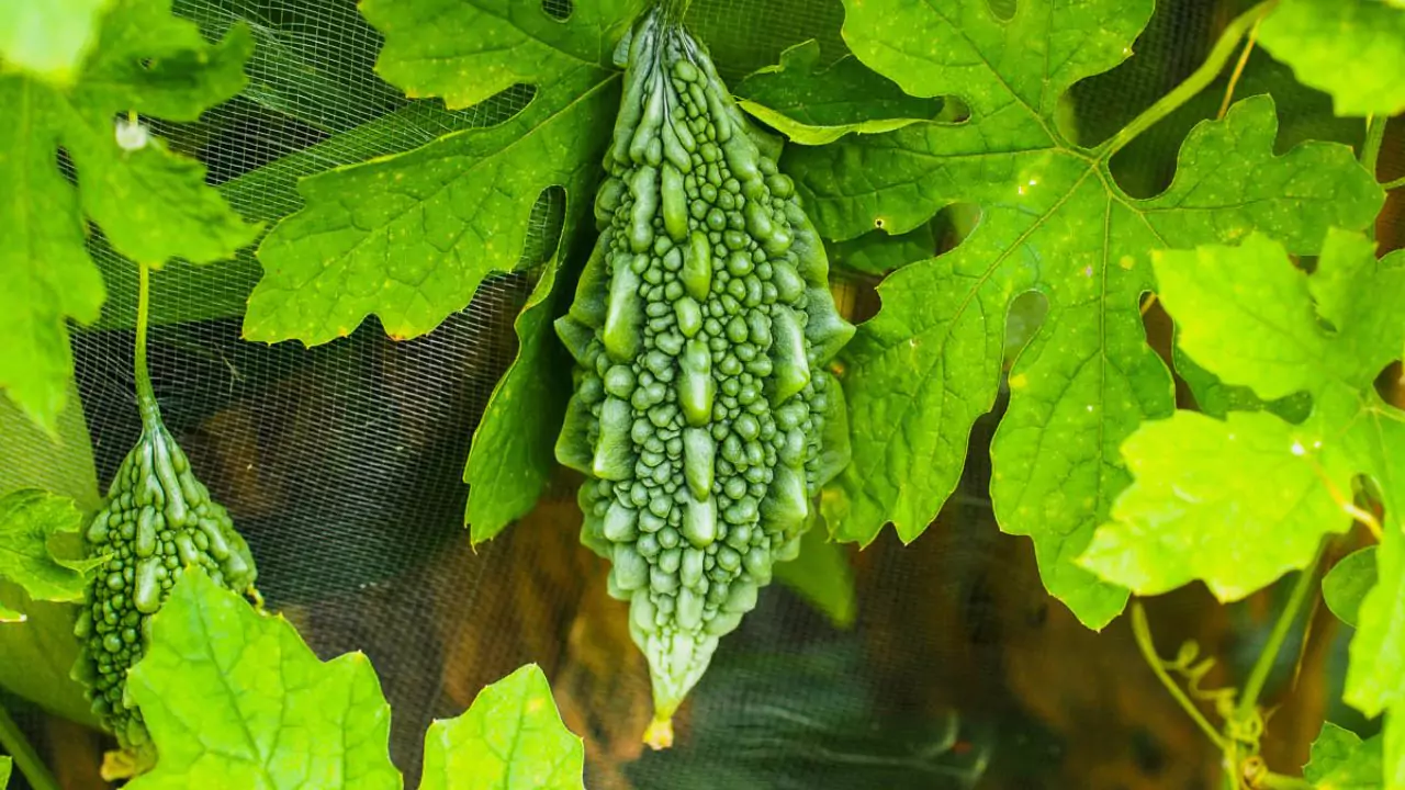 Growers Guide for Ampalaya