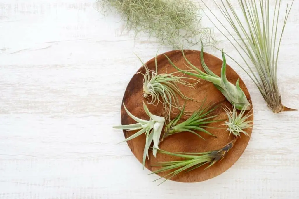 How to attach air plant to wood