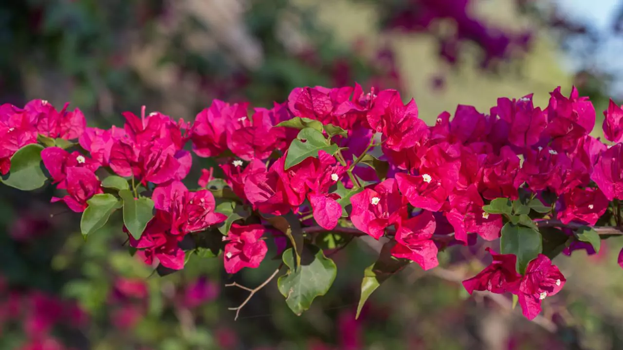 bougainvillea