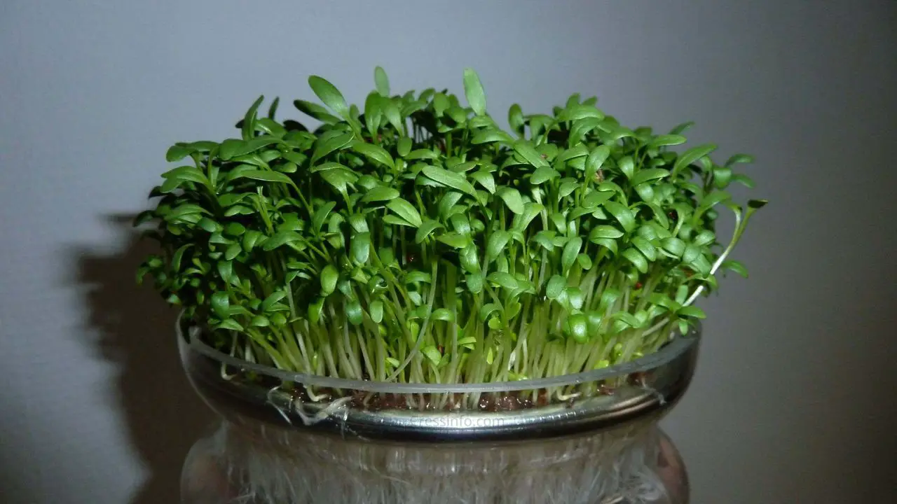 How to Grow Cress in a Jar