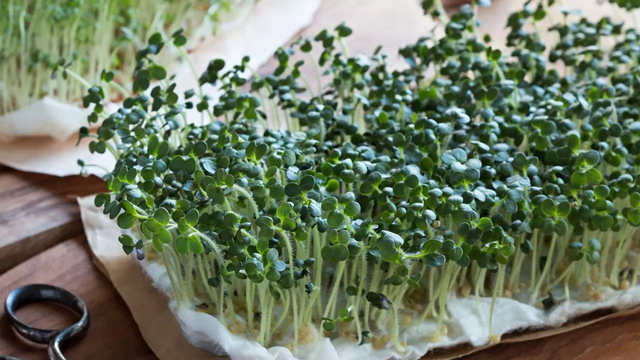 How to Grow Cress in a Jar? 1 cress