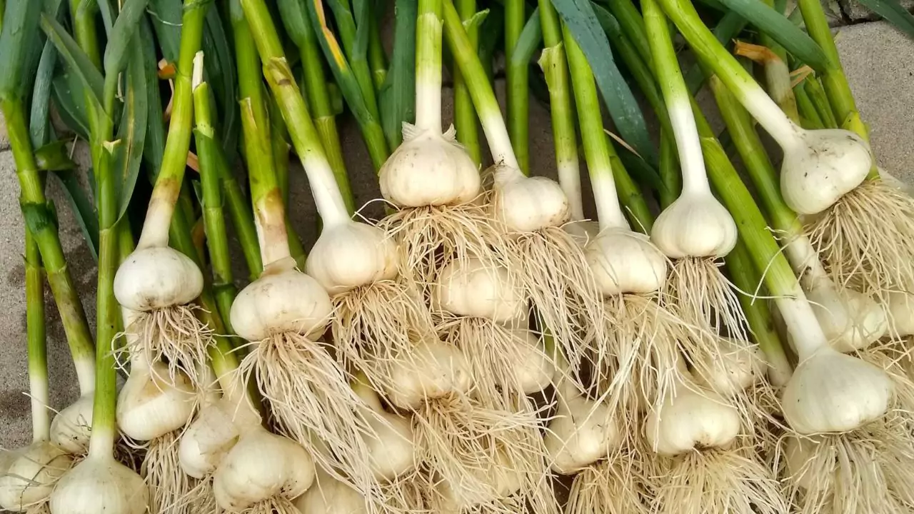 Growers Guide for Green Garlic 6 how to grow green garlic 2