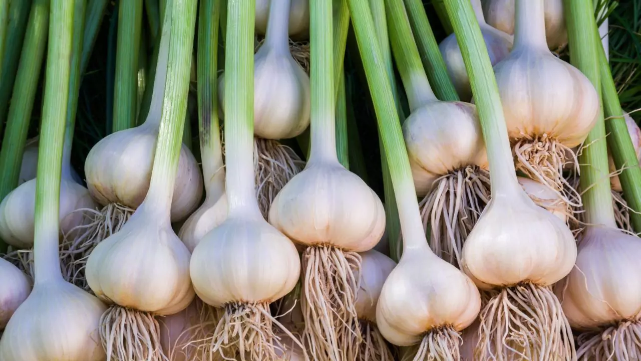 Growers Guide for Green Garlic 1 how to grow green garlic