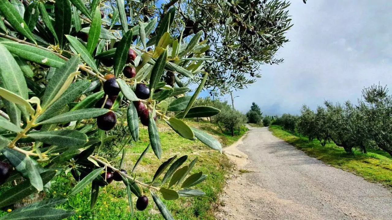 What’s the Best Soil to Use for Olive Trees in Pots? 4 olive trees