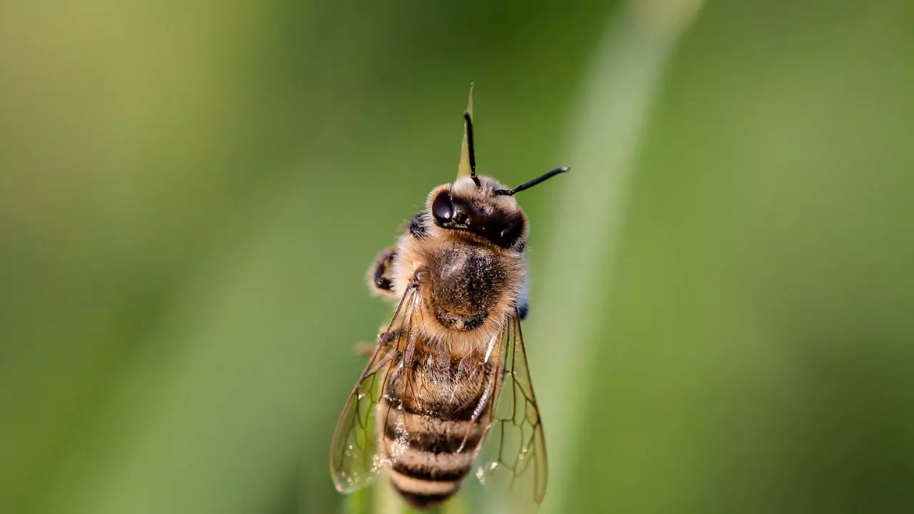 philippine honey bee – apis nigrocincta