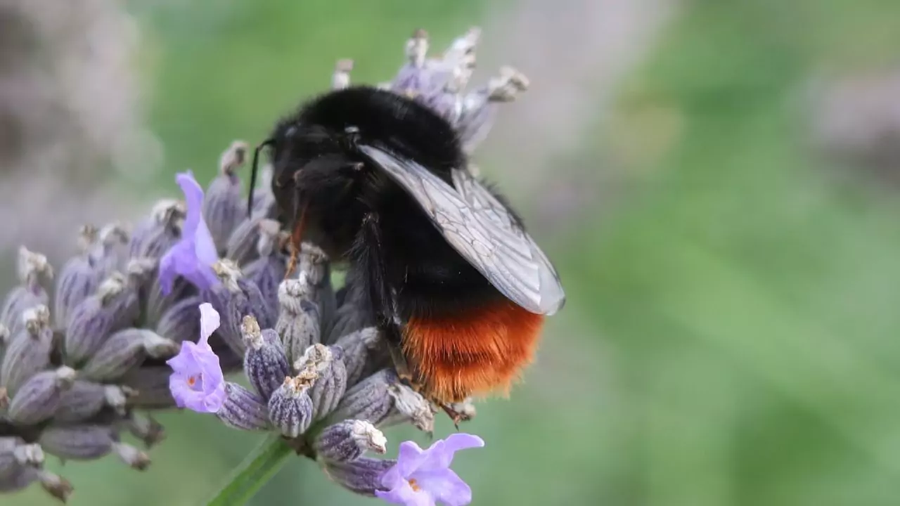 red tailed bumble bee – bombus lapidarius