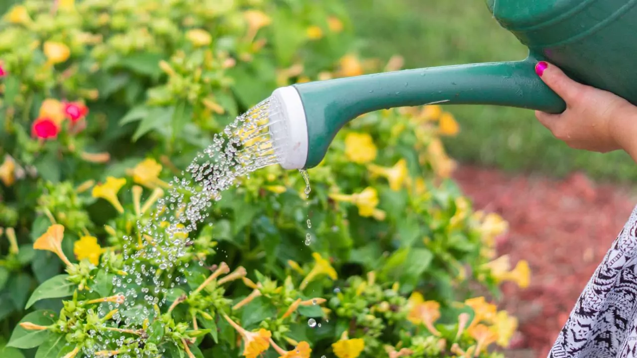 20 Gardening Tools Every Gardener Must Have 3 watering your plants 1