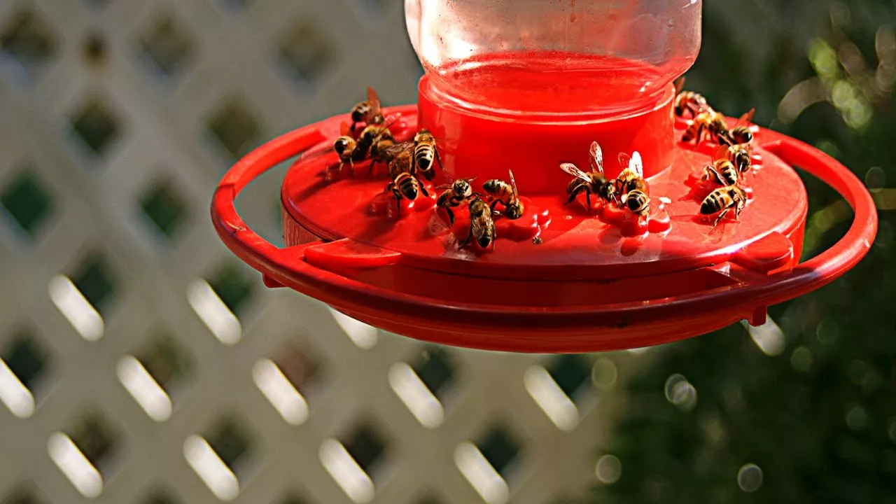 A Bee Feeder With Step By Step Instructions