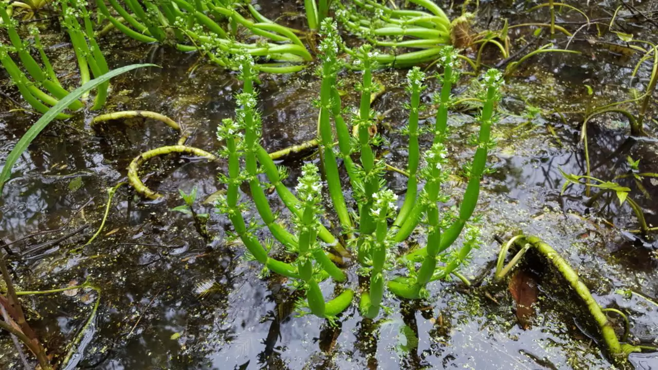 American Featherfoil plant