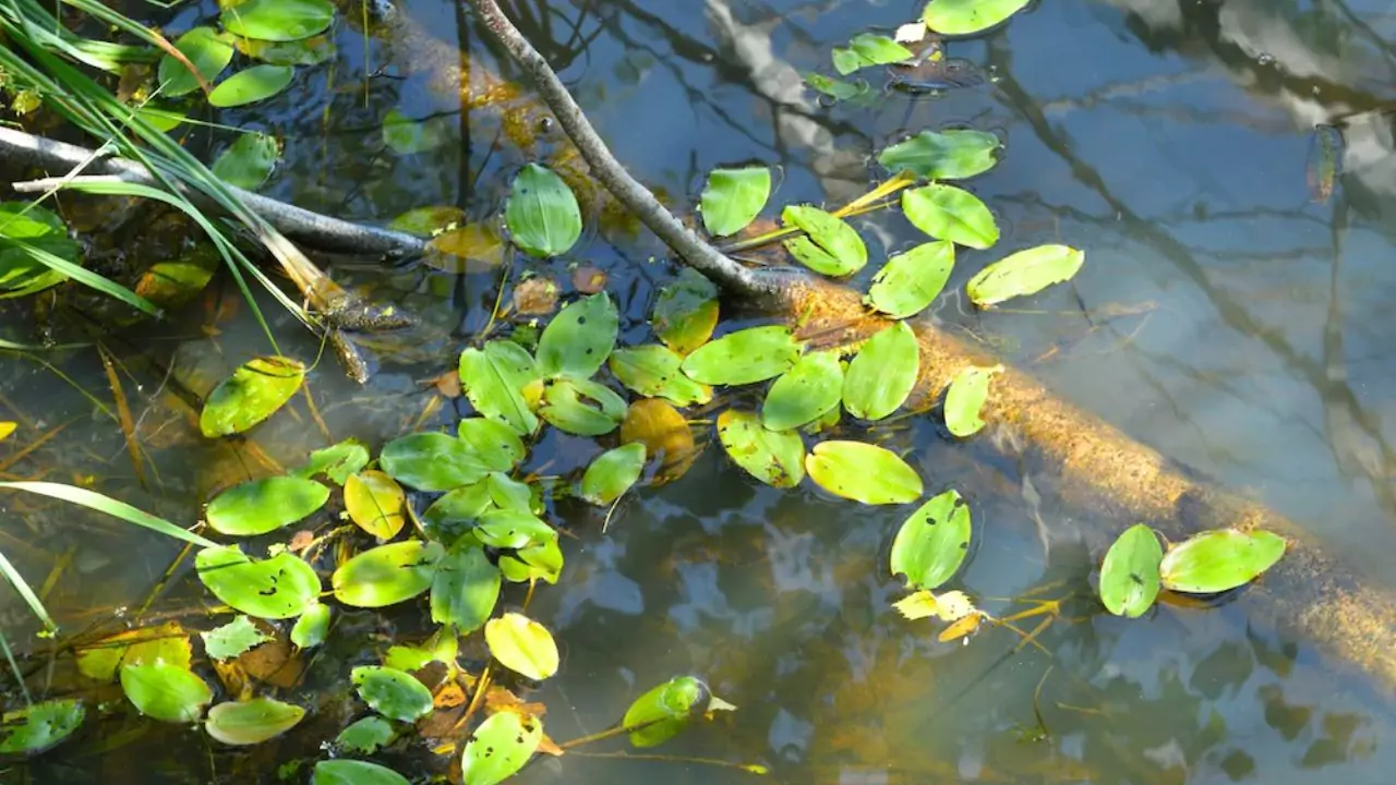 American pondweed