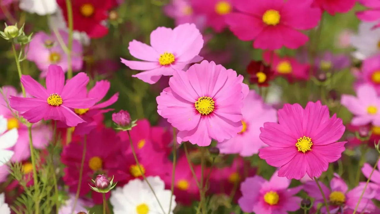 Differences Between Annual, Perennial, And Biennial Plants