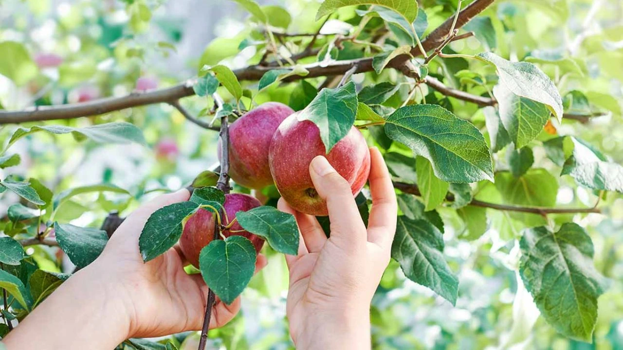 How Long Does It Take To Grow An Apple Tree? 3 Apple Tree Care For The Best Growth