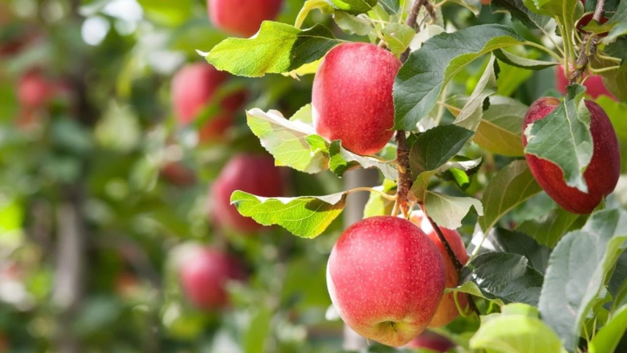 How Long Does It Take To Grow An Apple Tree