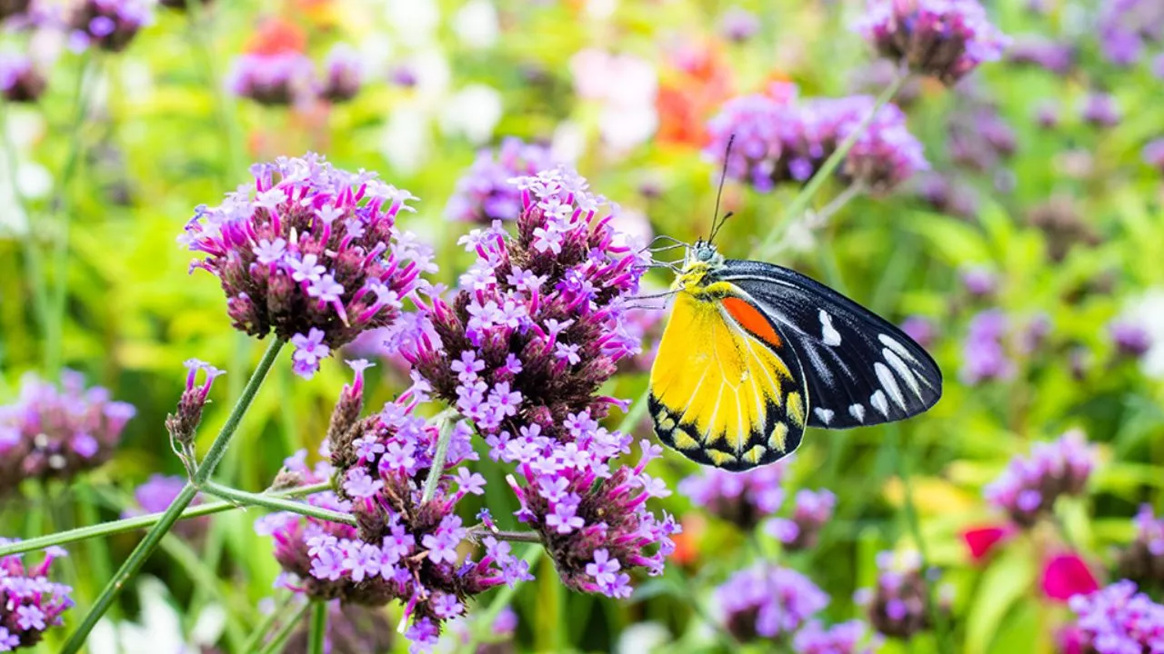 10 Best Ways To Attract Butterflies To Your Garden 2 Attract Butterflies To Your Garden 1