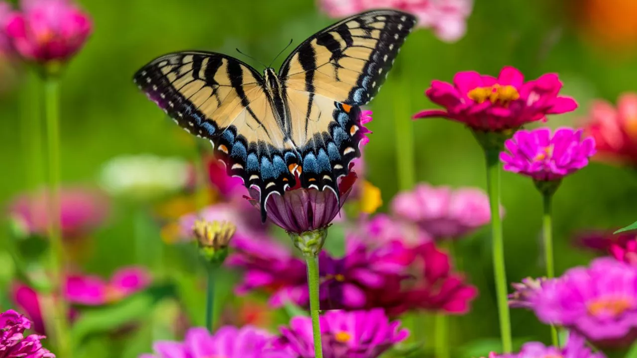 Attract Butterflies To Your Garden