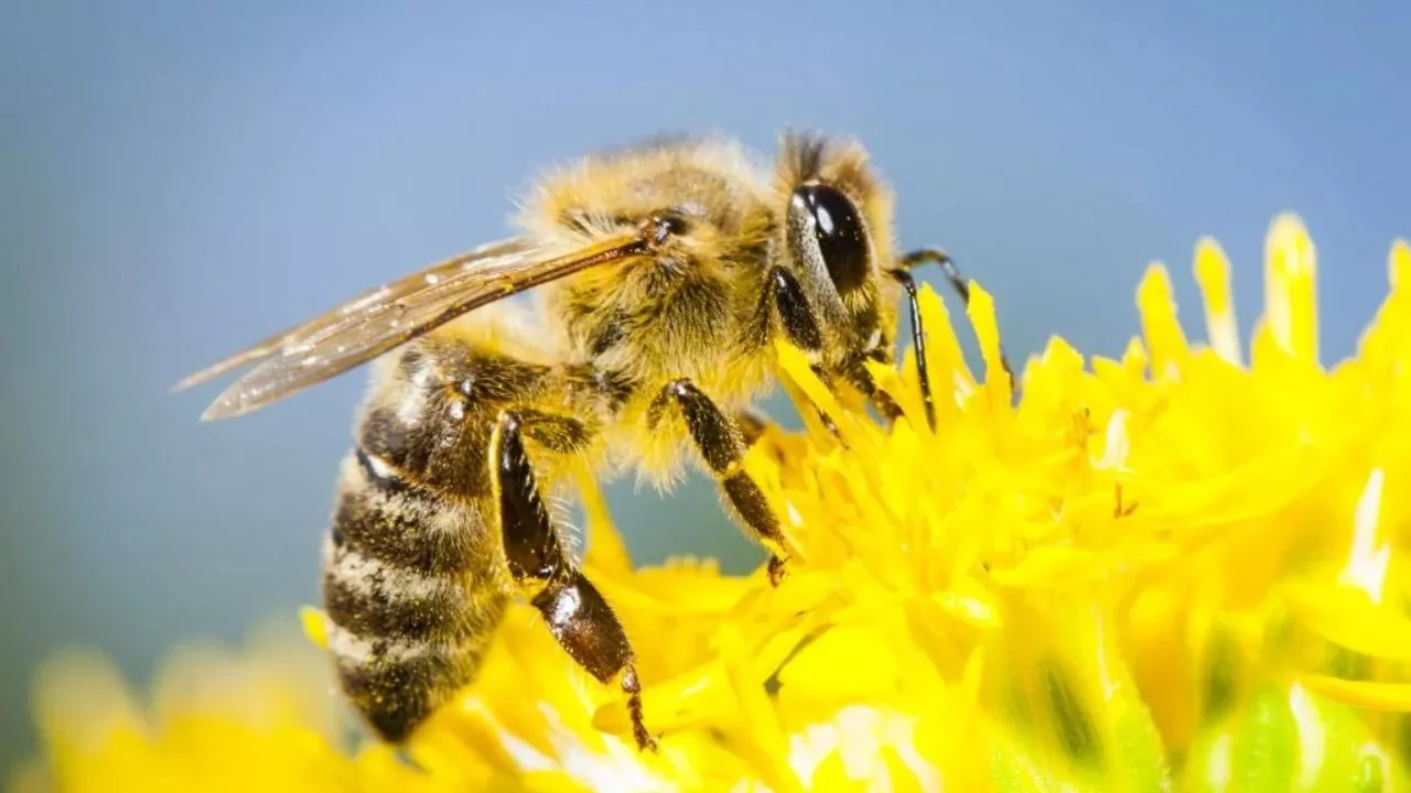 Bees Are Under Threat